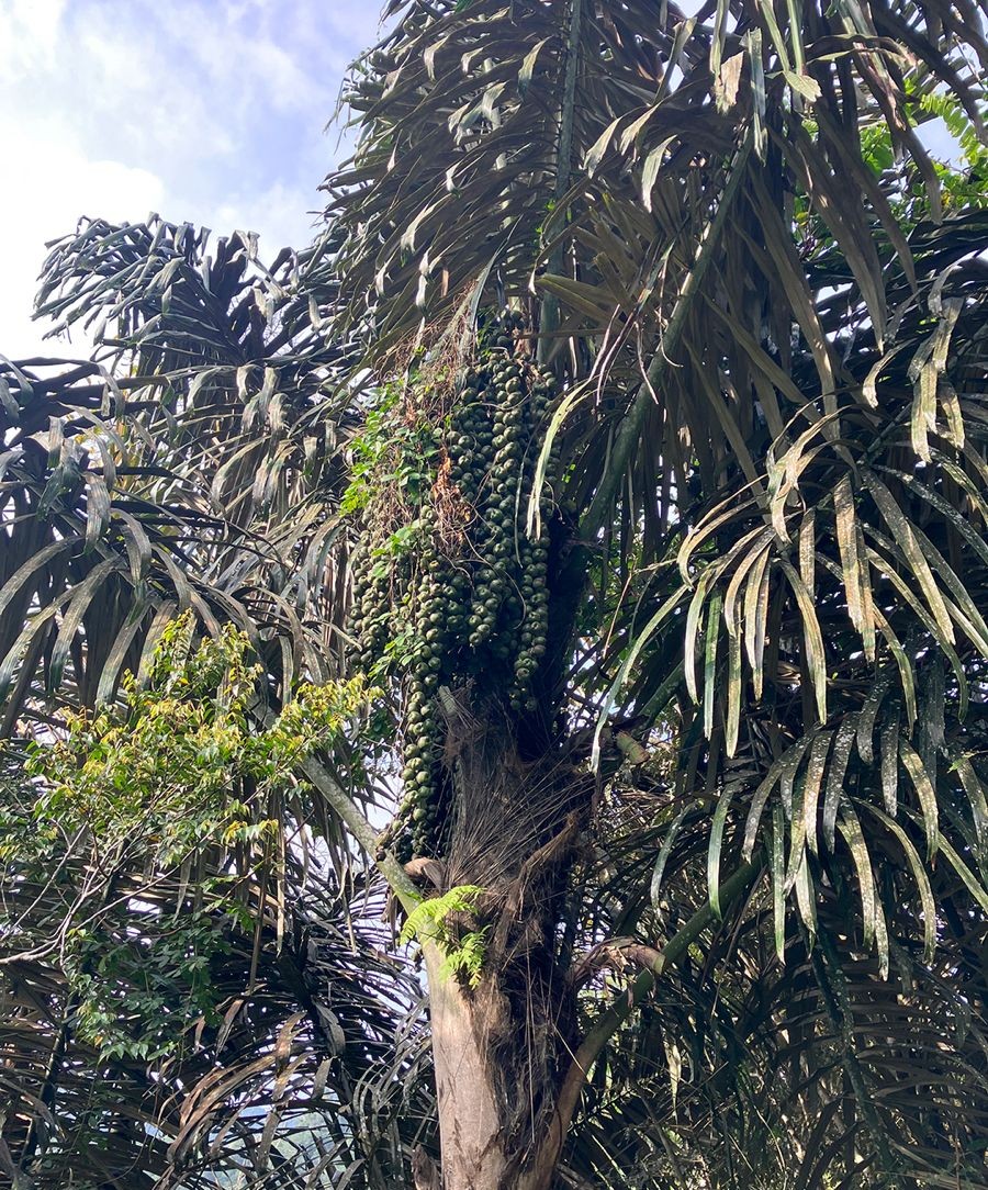 Indonesian tropical rainforest and palm trees